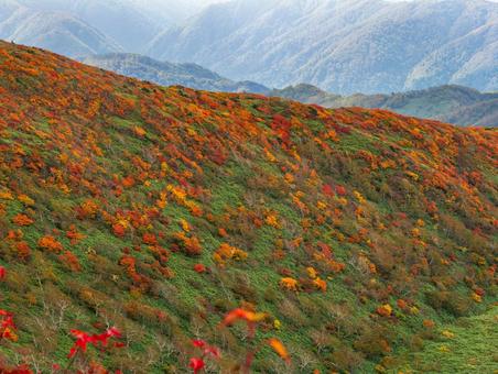 紅葉の秋田駒ケ岳 紅葉の秋田駒ケ岳の写真