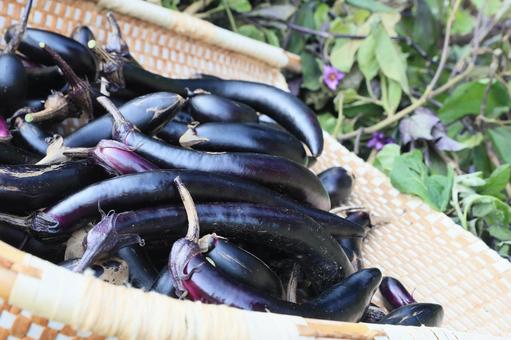 シーズン最後茄子収穫(茄子の木片づけ) シーズン最後茄子収穫(茄子の木片づけ) 長茄子,庄屋長茄子,茄子の写真素材