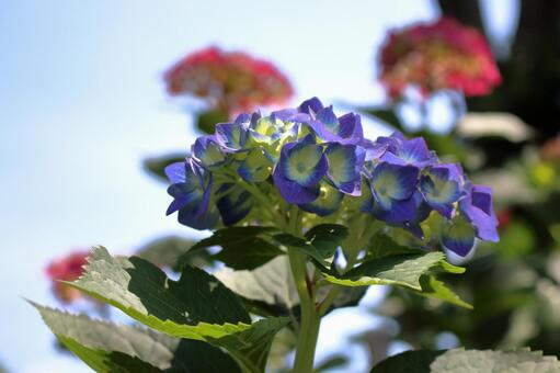 アジサイ(紫陽花) アジサイ(紫陽花)の写真