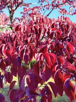 赤く染まる葉 紅葉,秋,11月の写真素材