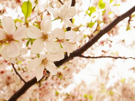 桜 桜の写真