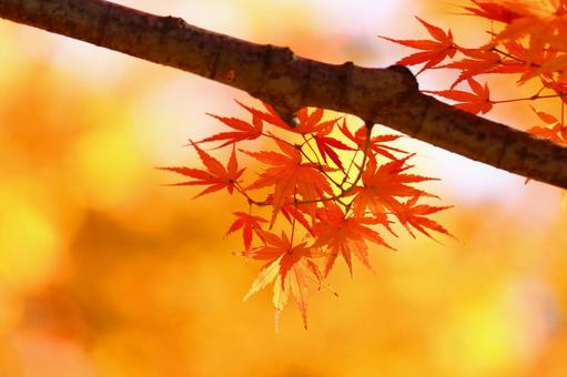 Burning autumn, JPG Burning autumn, autumn leaves, yellow leaves, red, JPG