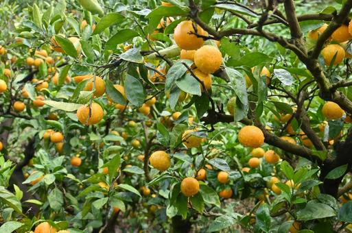 たわわに実ったみかんの木 みかん,みかん狩り,果樹園の写真素材