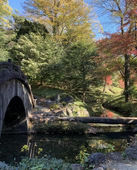 小石川後楽園の橋と紅葉 紅葉,秋,赤の写真素材