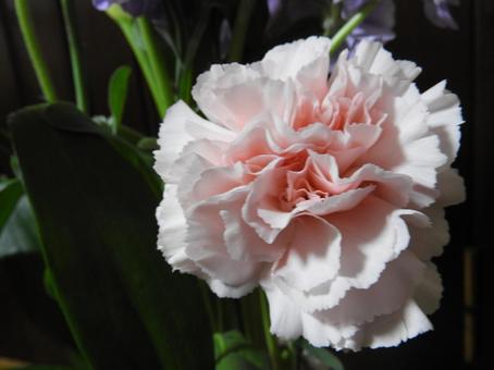 カ―ネ―ションの写真