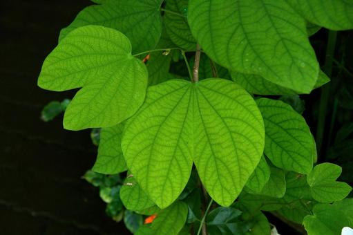 モクワンジュ モクワンジュの写真