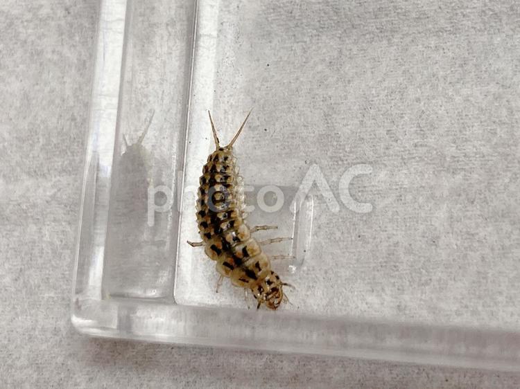 寄生虫オオキベリアオゴミムシの幼虫 オオキベリアオゴミムシ,幼虫,オオキベリアオゴミムシ幼虫の写真素材