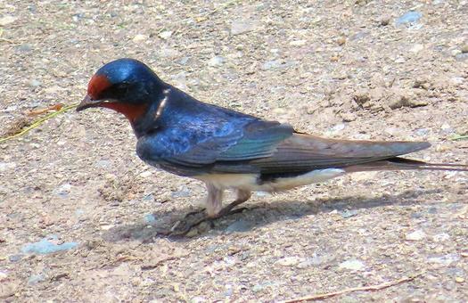 Photo, yan, swallow, turn back, 