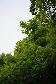 夏のモミジバフウ:生命力あふれる緑の葉 夏のモミジバフウ:生命力あふれる緑の葉 モミジバフウ,新緑,緑の写真素材
