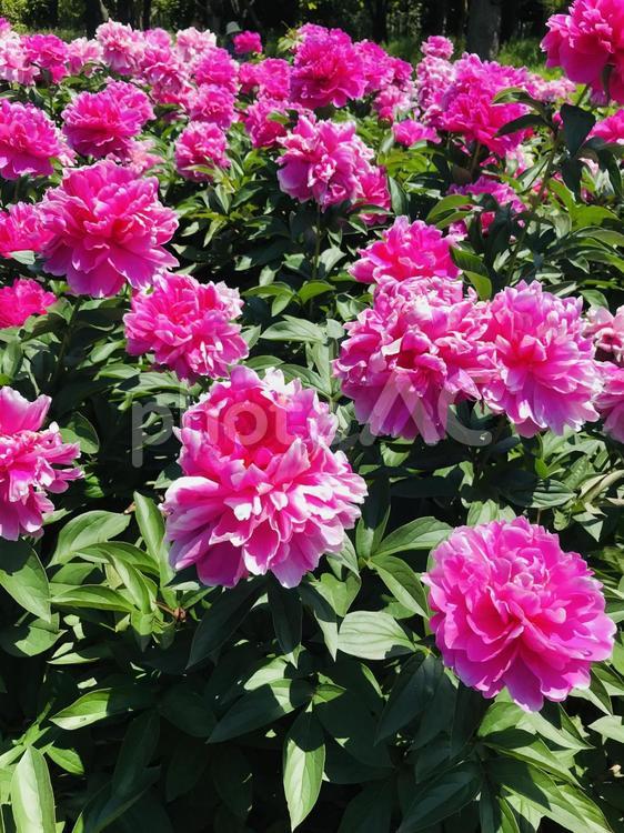 シャクヤクいっぱい　長居植物園 長居植物園,花,可愛いの写真素材