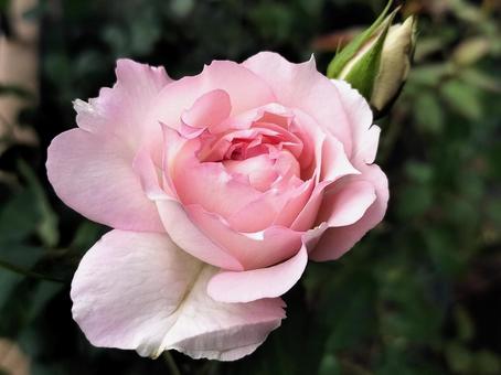 ベランダのバラ・シャリマー ベランダのバラ・シャリマー バラ,薔薇,シャリマーの写真素材
