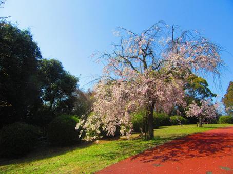 スポーツ公園のしだれ桜 桜,花,木の写真素材