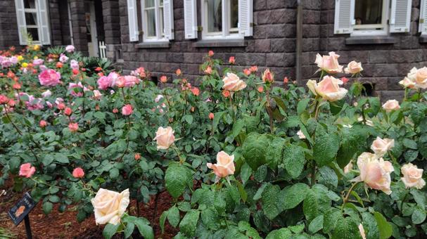 雨上がり、淡色の薔薇 雨上がり、淡色の薔薇 バラ,薔薇,ローズの写真素材