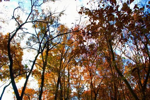 見上げた秋の森 秋,木,森の写真素材