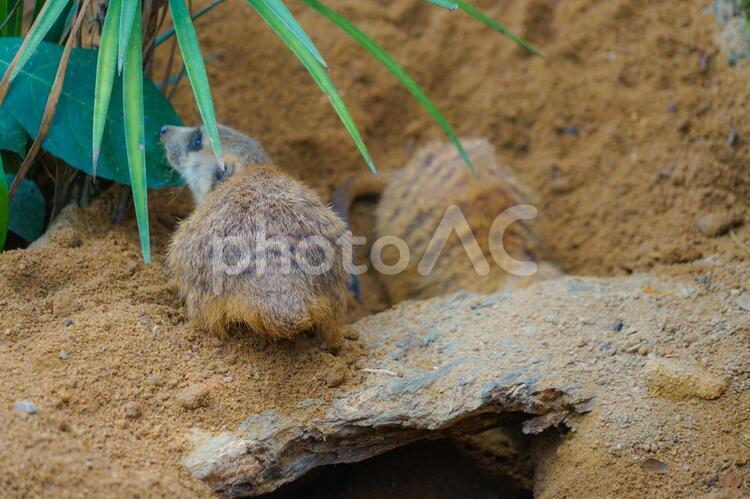 可愛いミーアキャットのイメージ ミーアキャット,動物,動物園の写真素材