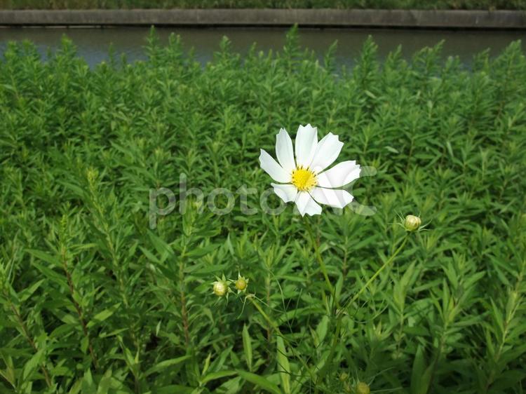 一輪の白いコスモス コスモス,白い花,秋の花の写真素材
