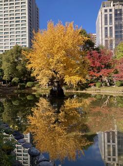 日比谷公園の紅葉と湖面　千代田区 日比谷公園,千代田区,秋の写真素材