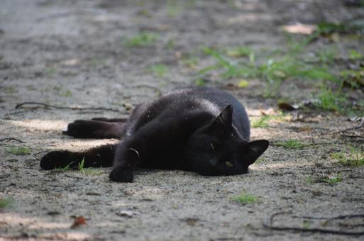 Black cat taking a break, JPG Black cat taking a break, JPG