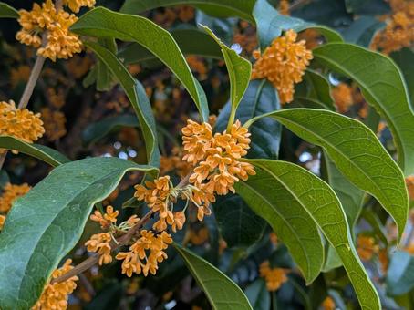 霜降前のキンモクセイの花 霜降前のキンモクセイの花 金木犀,きんもくせい,木の写真素材