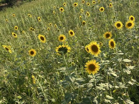 ひまわり ひまわり,夏,ひまわり畑の写真素材