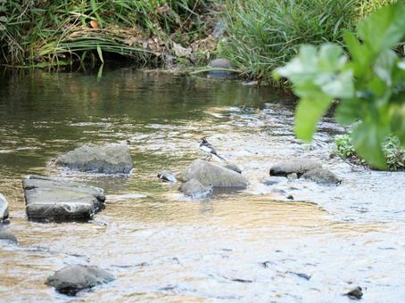 川で遊ぶ鳥 川で遊ぶ鳥 川,鳥,バードの写真素材