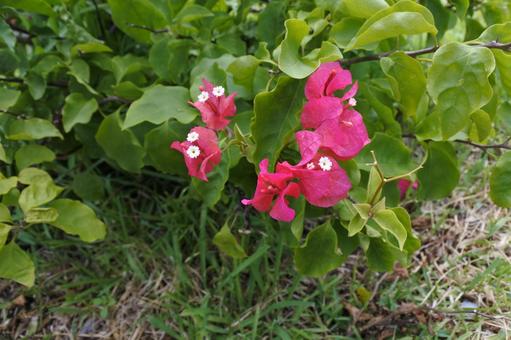 ブーゲンビリア01 ブーゲンビリア,イカダカズラ,筏葛の写真素材