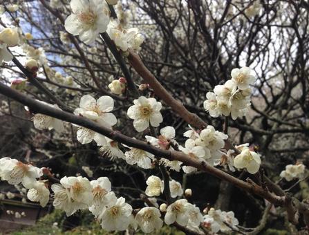 梅の花 梅の花 梅の花,梅,木の写真素材