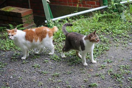 2匹の猫がお尻合わせにいる風景 2匹の猫がお尻合わせにいる風景 2匹,猫,お尻合わせの写真素材