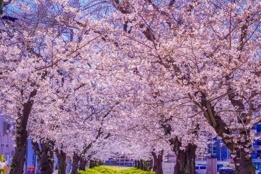 Aoba Ward cherry blossoms and blue sky, JPG