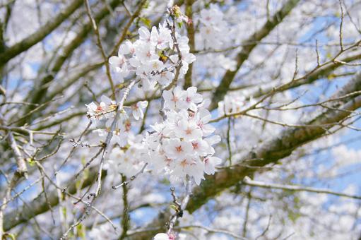 桜-220 桜-220の写真