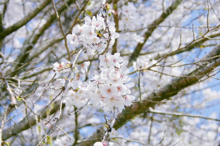 桜-220 春,さくら,自然の写真素材