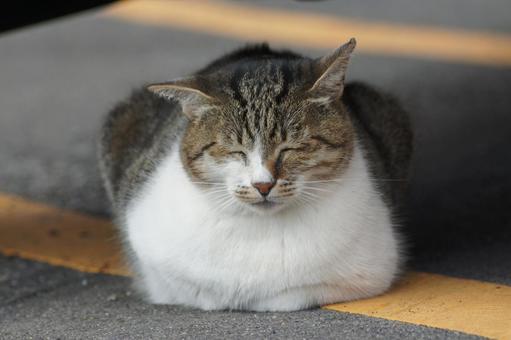 ねこ 箱座り,飼い猫,家猫の写真素材