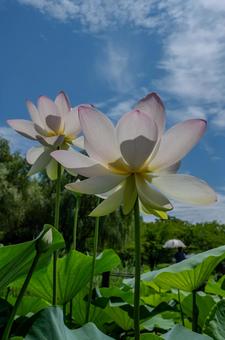 Ancient Lotus Village 2025, JPG Ancient Lotus Village 2025, JPG