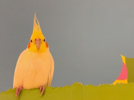 インコ インコの写真