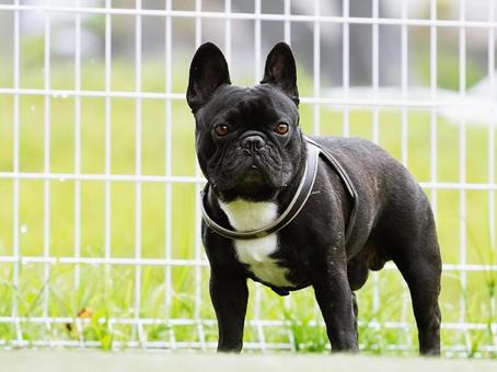 犬のポートレート 犬,フレンチブルドッグ,フレブルの写真素材