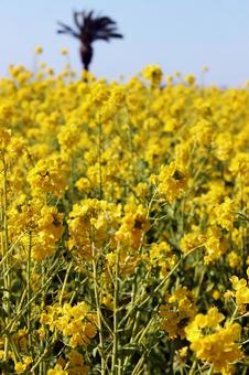 菜の花 空,背景,菜の花の写真素材