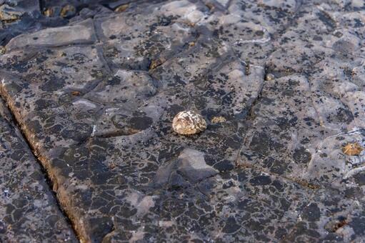 岩礁の上に残された小さな貝殻 貝殻,海岸,岩場の写真素材