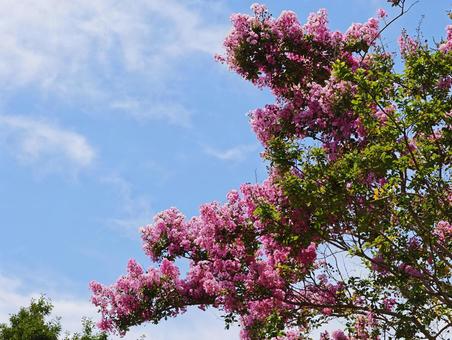 夏の青空と満開のサルスベリ サルスベリ,百日紅,花の写真素材
