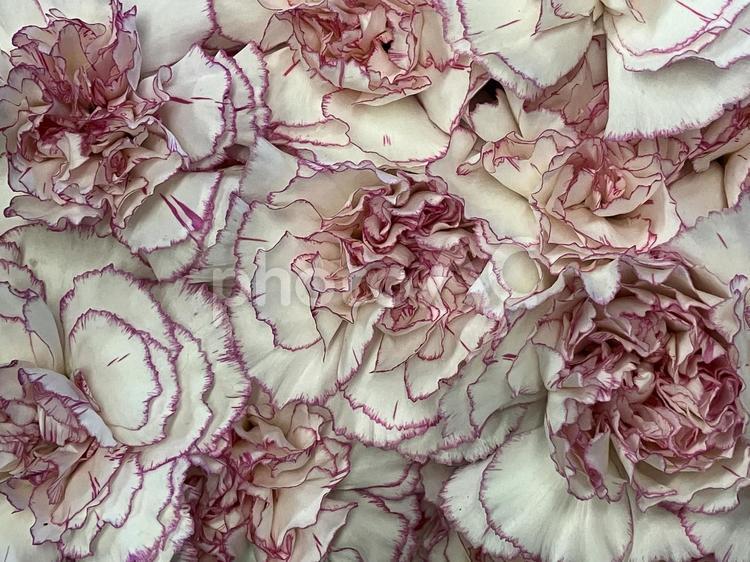花（カーネーション） 花,アップ,植物の写真素材