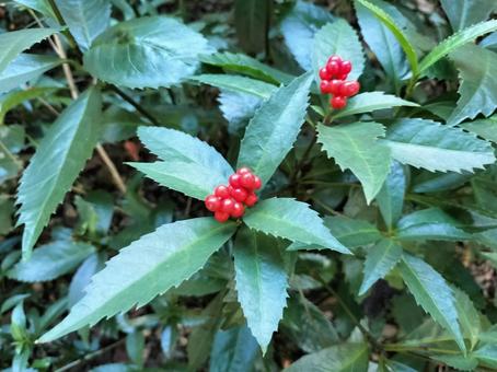 なんてん 南天,植物,なんてんの写真素材