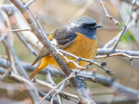 A male Daurian redstart perched on a branch, JPG A male Daurian redstart perched on a branch, JPG