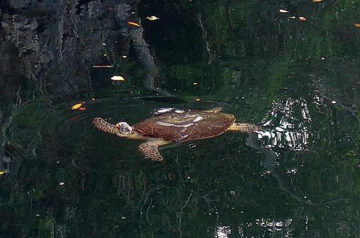 ニューカレドニア534　亀の洞窟　海亀 ニューカレドニア,ウヴェア島,亀の洞窟の写真素材