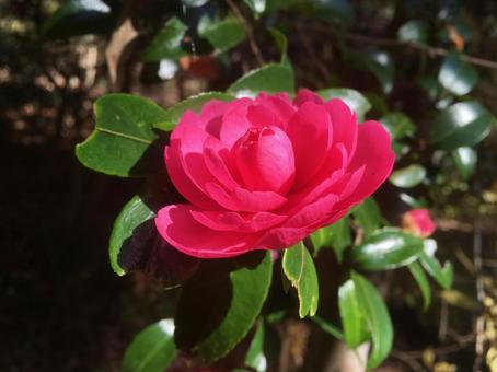 Photo, camellia, flower, wood, 