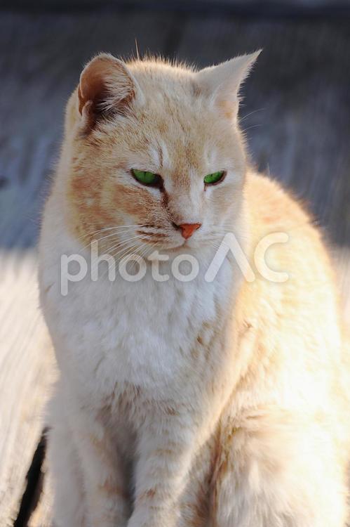 緑色の目をしている可愛い猫ちゃん 猫,朝日,かわいいの写真素材