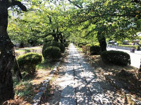京都 京都の写真