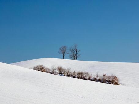 丘陵を光と曲線で描く白い造形の世界 丘陵,雪景色,樹木の写真素材