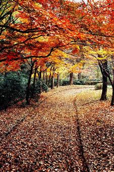 落ち葉と道1 秋,紅葉,枯葉の写真素材