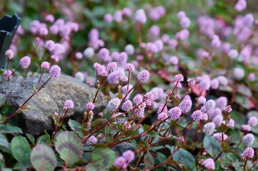 ヒメツルソバの花の写真