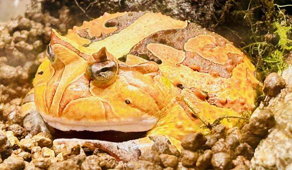 アマゾンツノガエルの写真