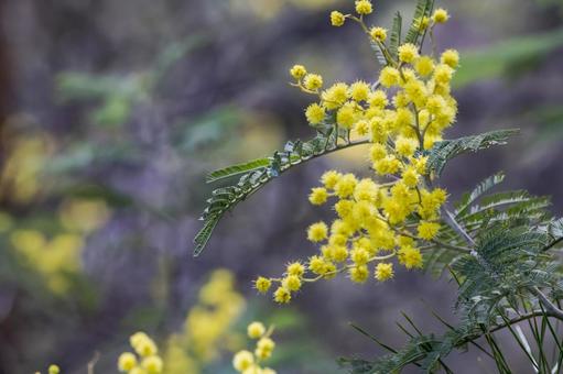 見頃になったミモザの花 ミモザ,花,春の写真素材
